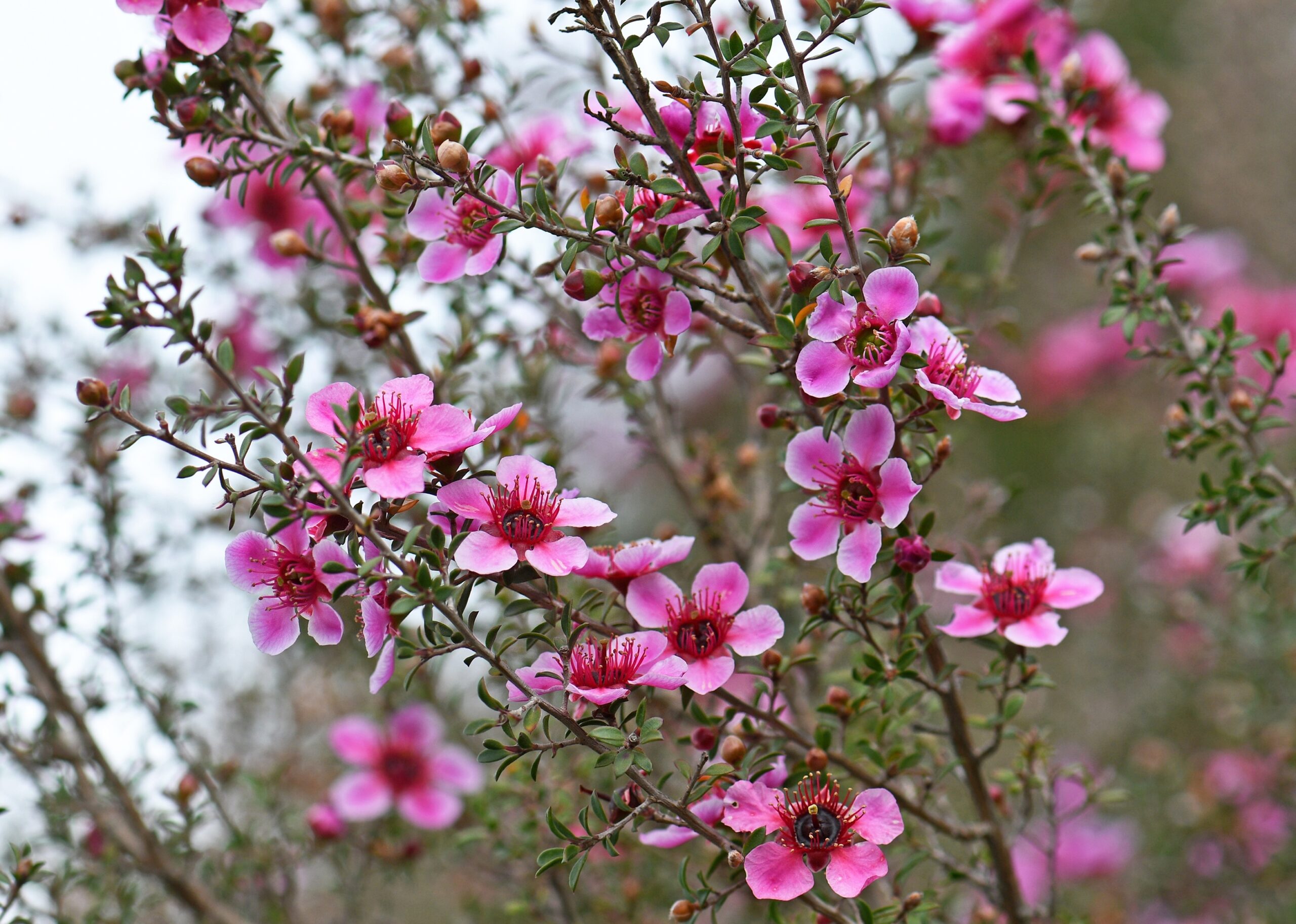 Image for article: How do flowers know it’s spring? It’s not how you think