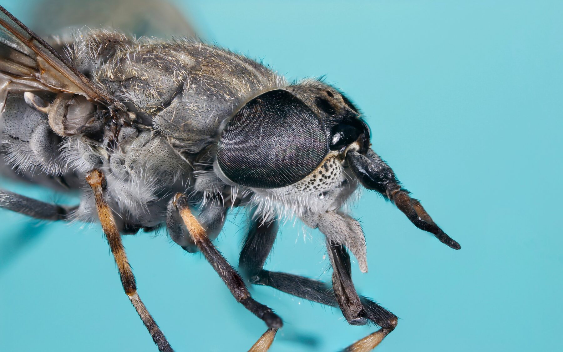 Close-up of a march fly