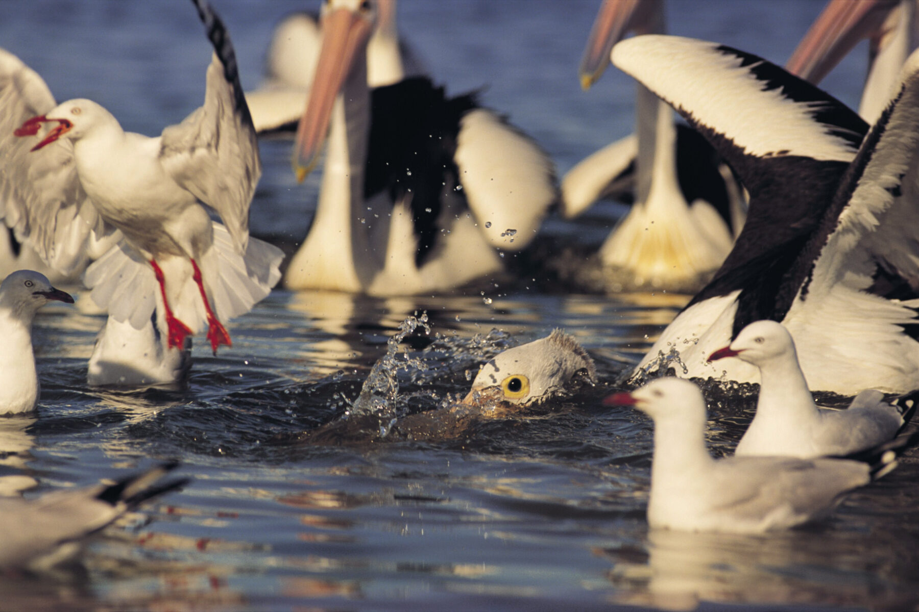 Close-up tangle of gulls and pelicans in a feeding frenzy