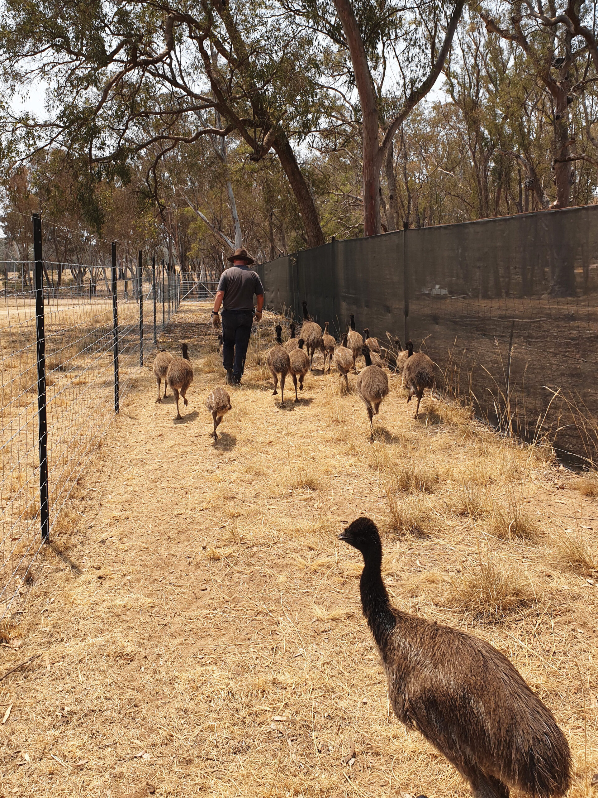 Mark Osmond guides a group of six-month-old emus