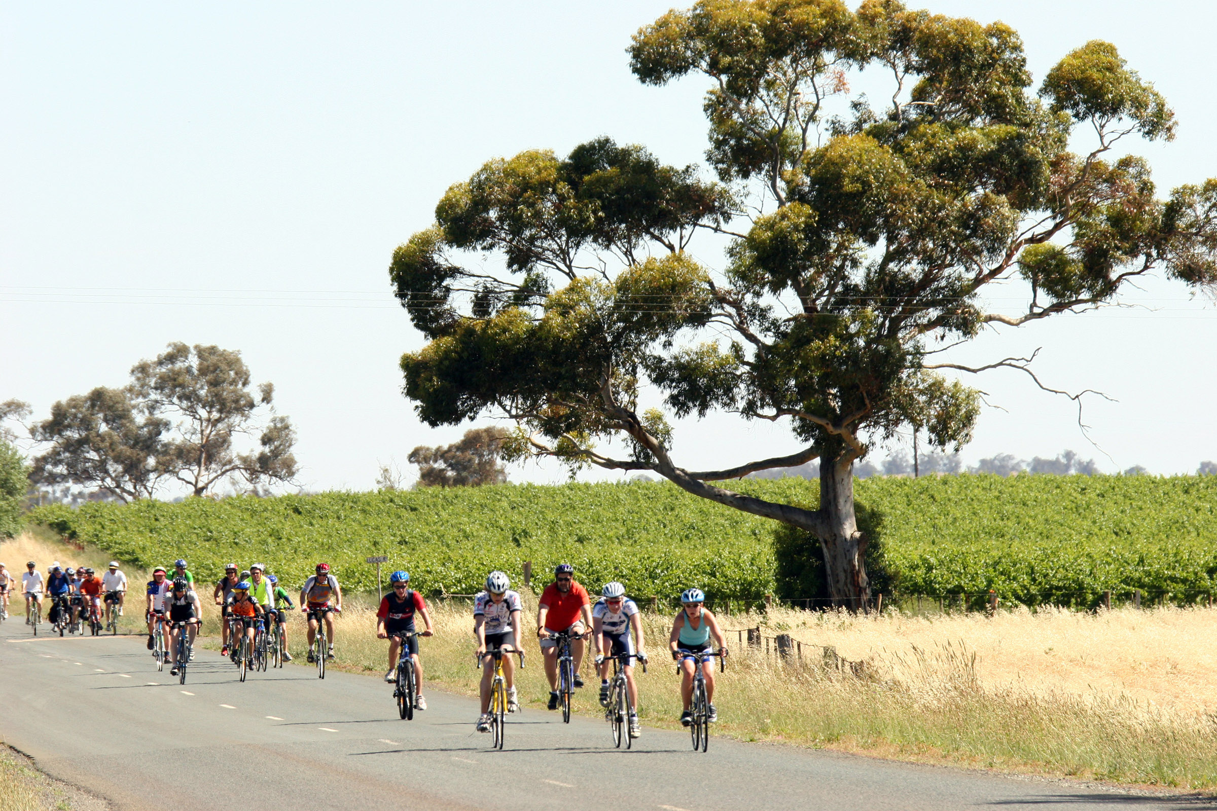 Image for article: The Great Victorian Bike Ride: A story of fun, fine food, and friends
