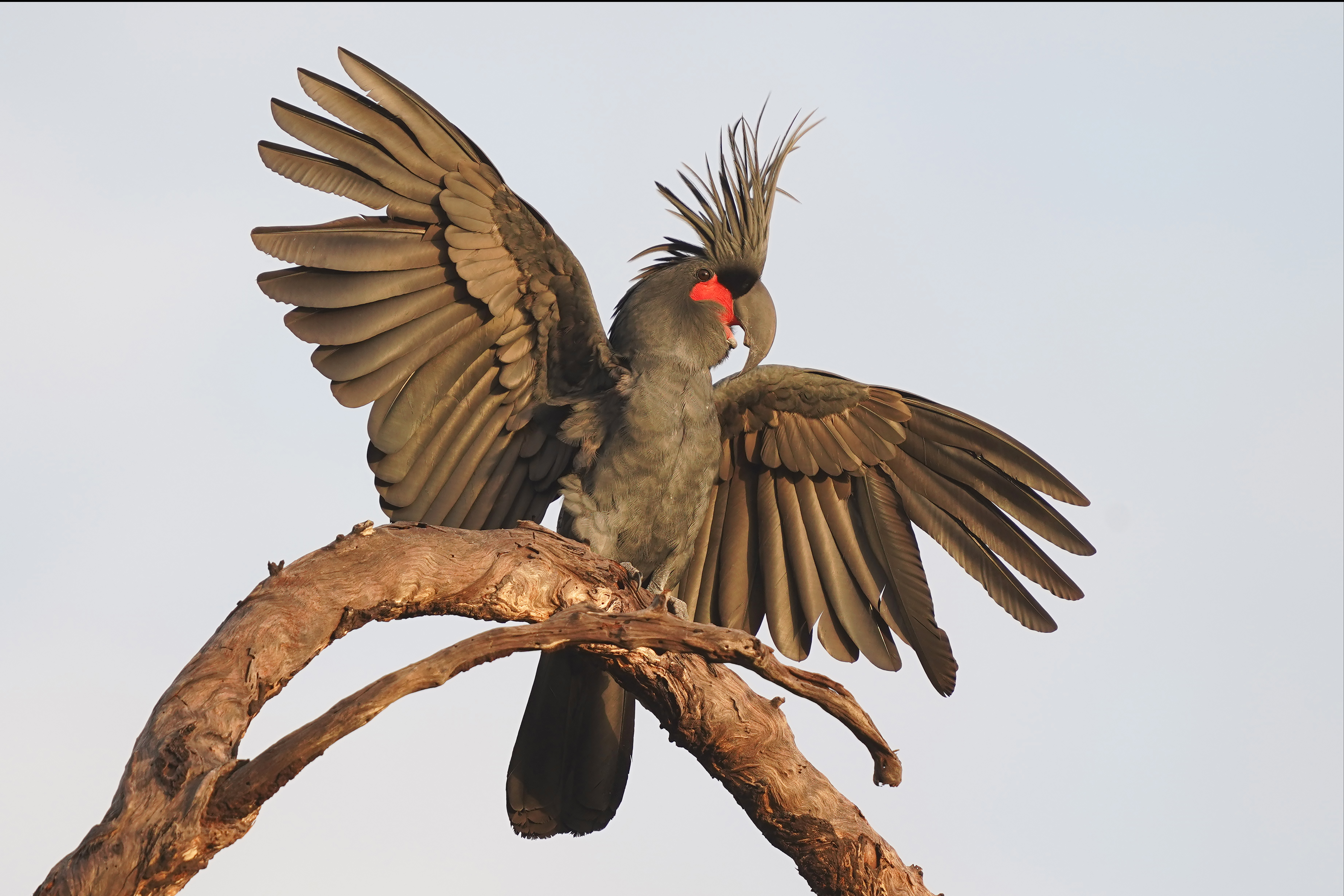 Image for article: Bugs, birds and biodiversity win big in this year’s Awards for Nature