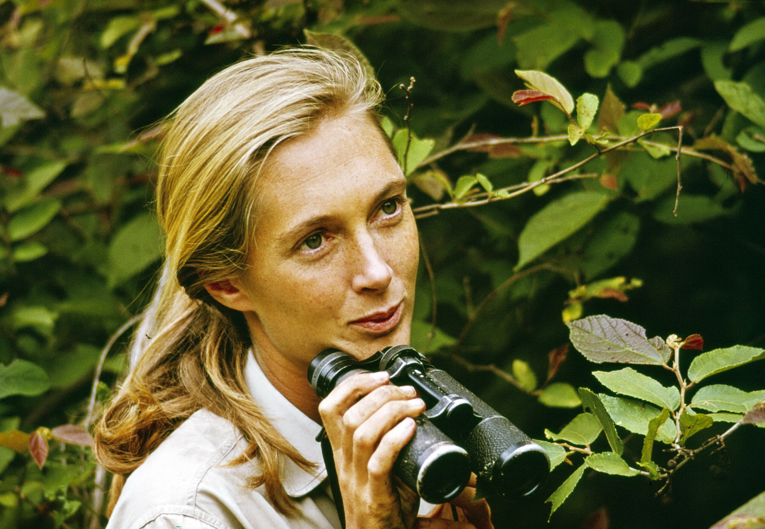 Image for article: Jane Goodall redefined our relationship with wild animals