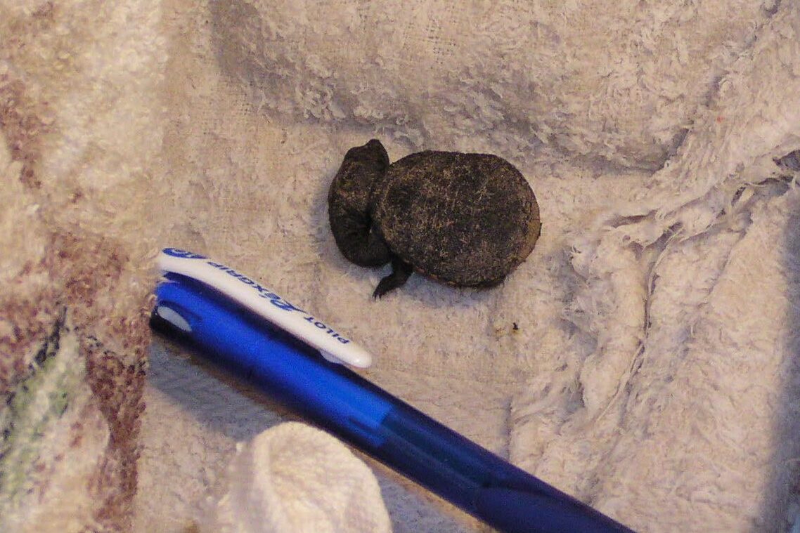 ‘Lucky’ the turtle