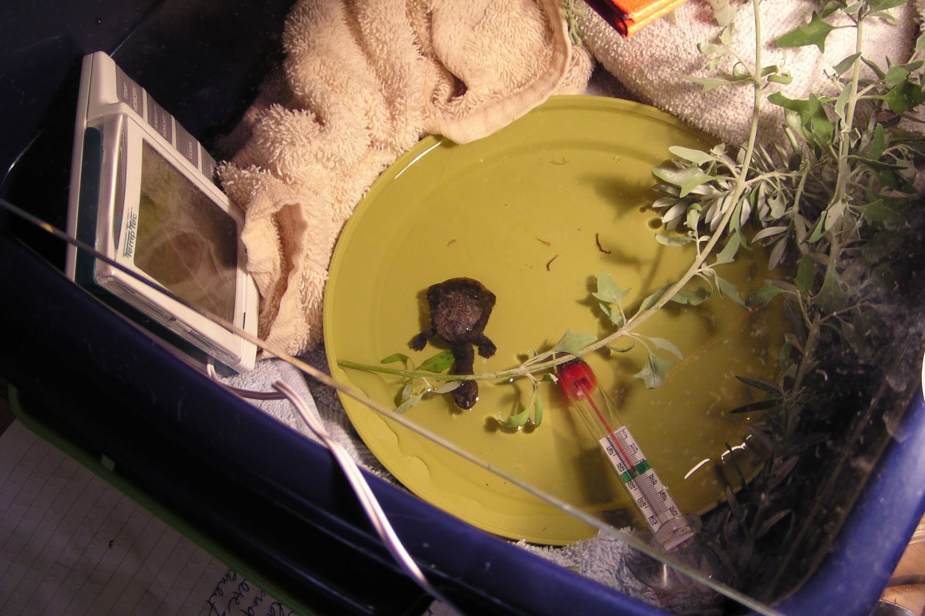 ‘Lucky’ the turtle