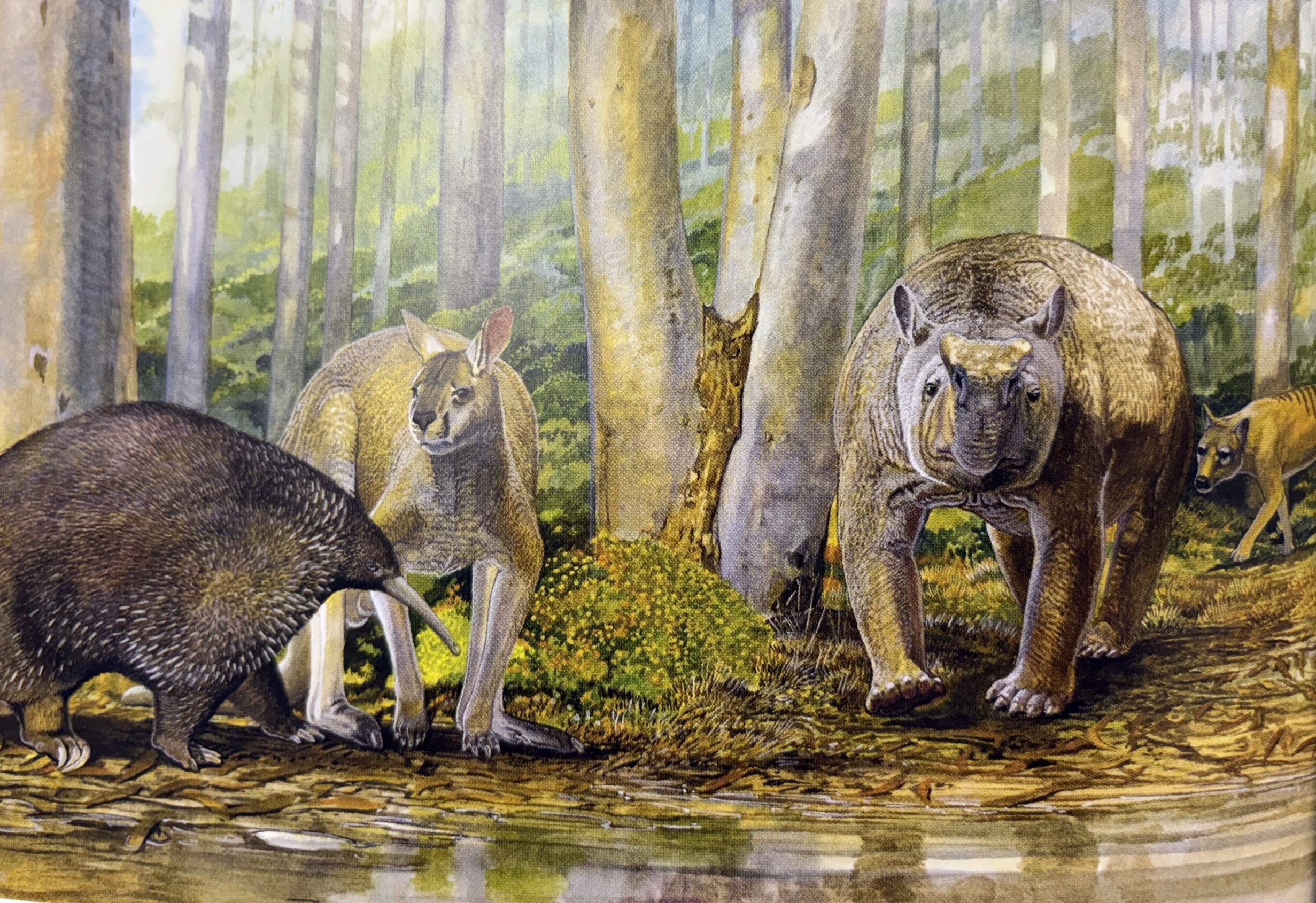 Image for article: Hunters or collectors? New evidence challenges claim Australia’s First Peoples hunted megafauna to extinction