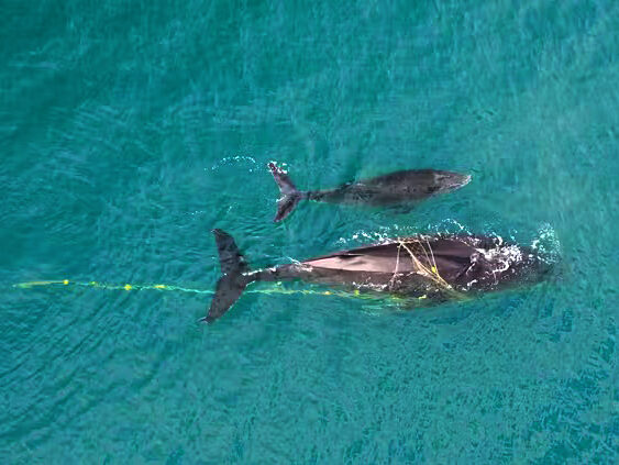 Image for article: More whales are getting caught in fishing and shark nets off Australia’s East Coast