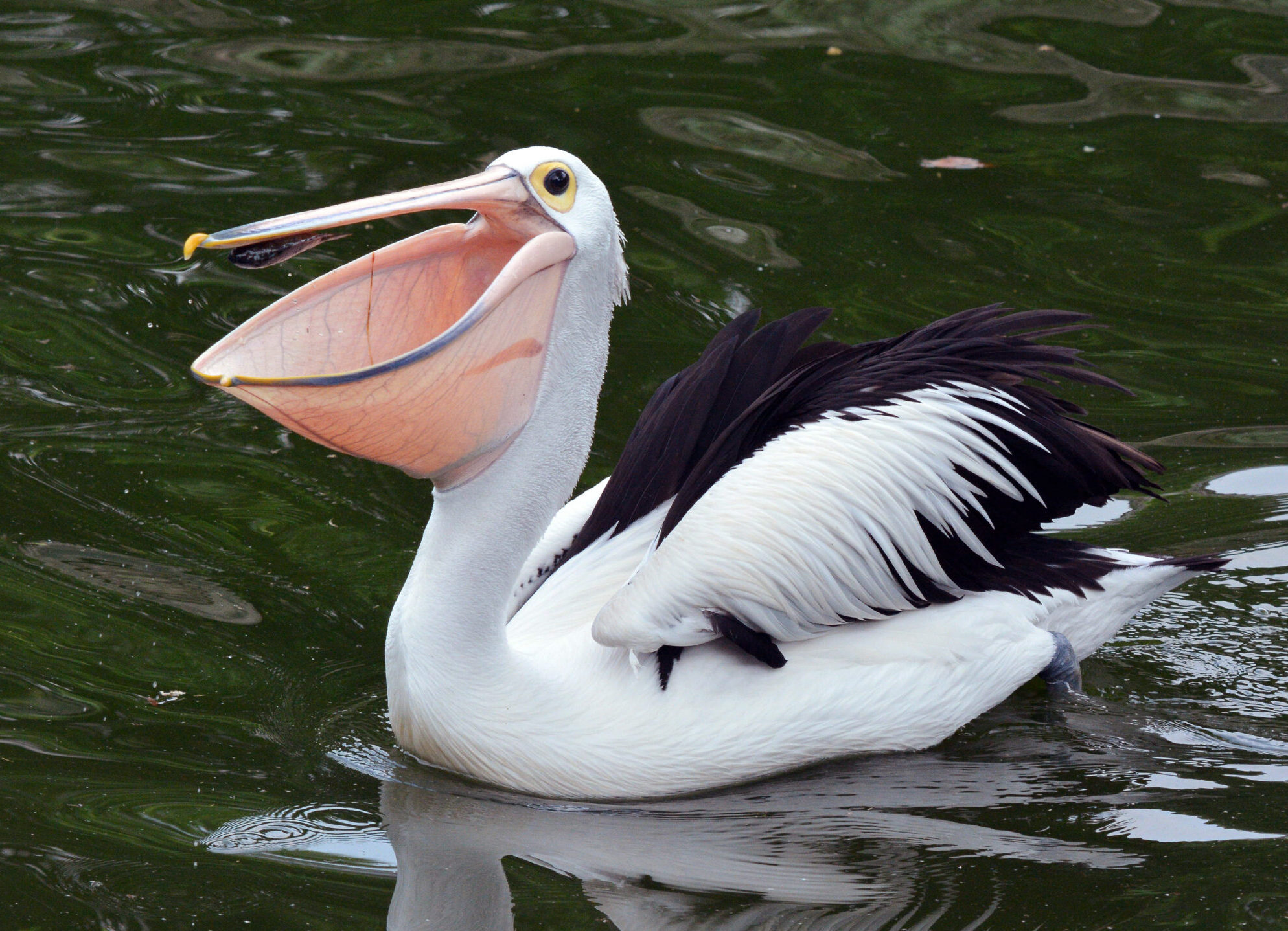 Image for article: I love you, pelicans, but you’re freaking me out