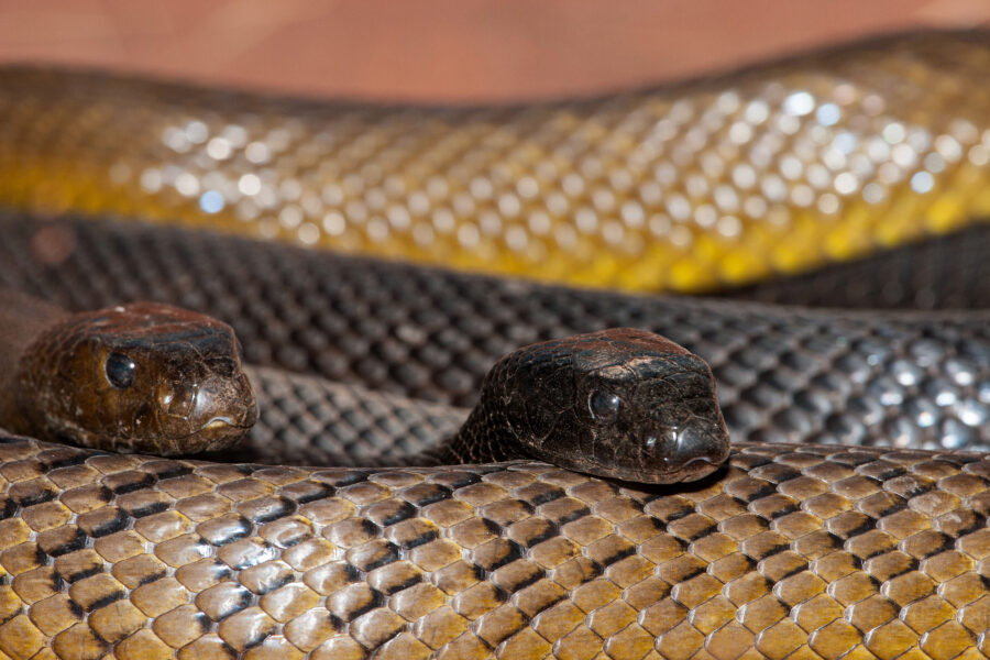 Inland taipan pair