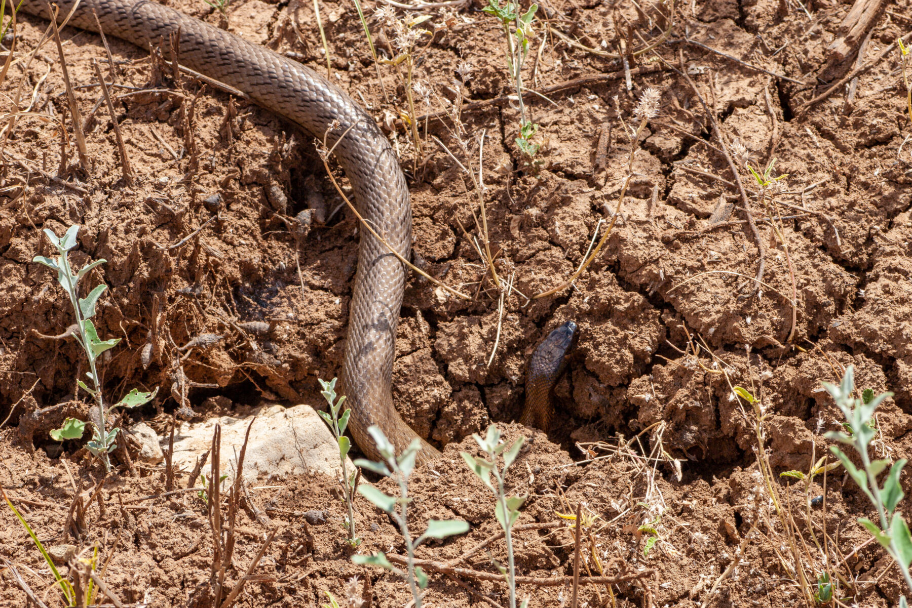 Inland taipan moving through cracked clay floodplains