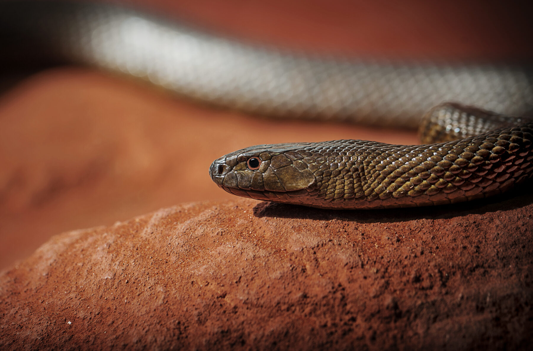 Inland taipan