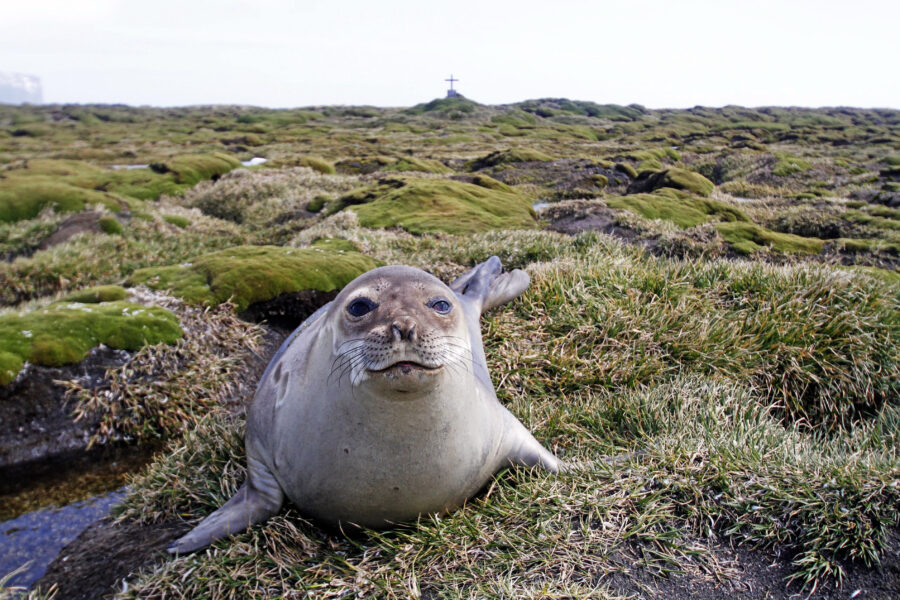 A seal on Heard Island