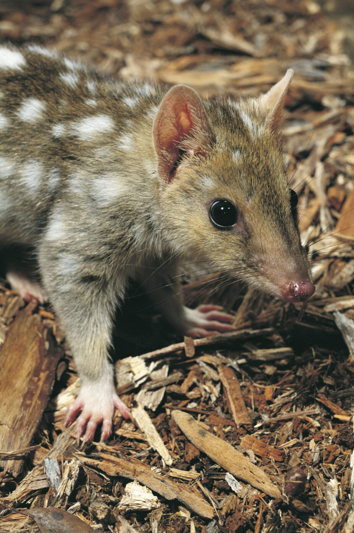 Juvenile eastern quoll