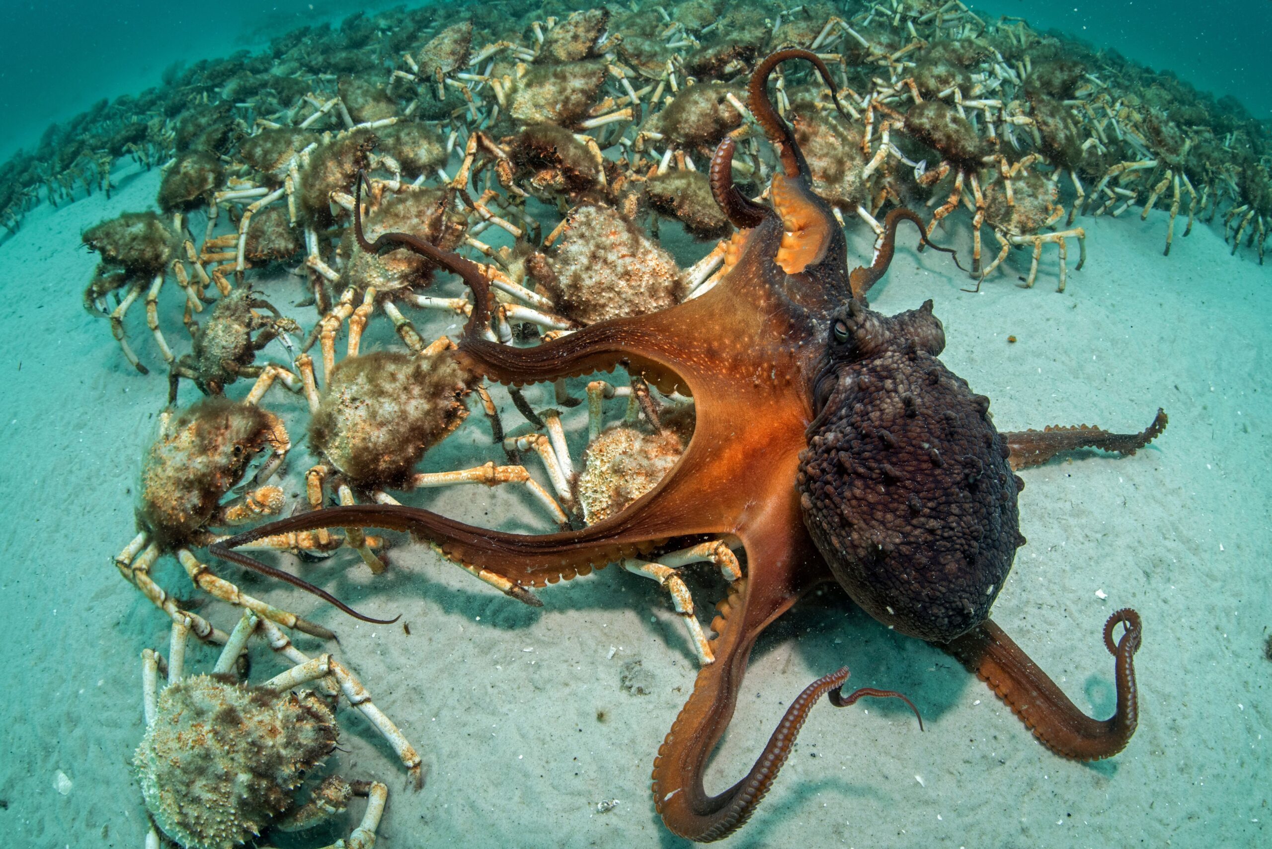 Image for article: Spider crabs are a walking buffet – but don’t tell them that