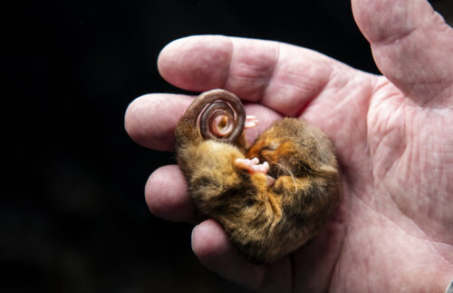 A mountain pygmy-possum, sleeping