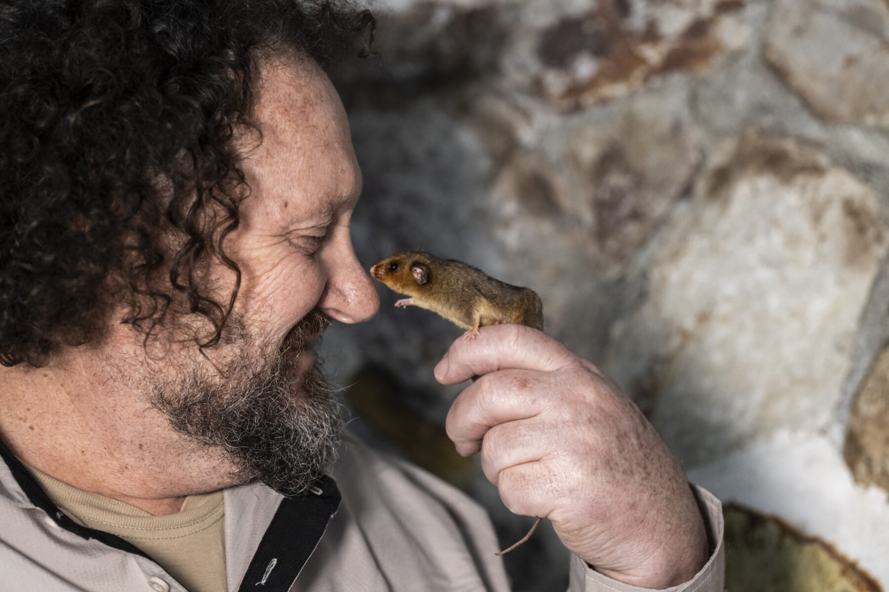 Trevor Evans holding a mountain pygmy-possum