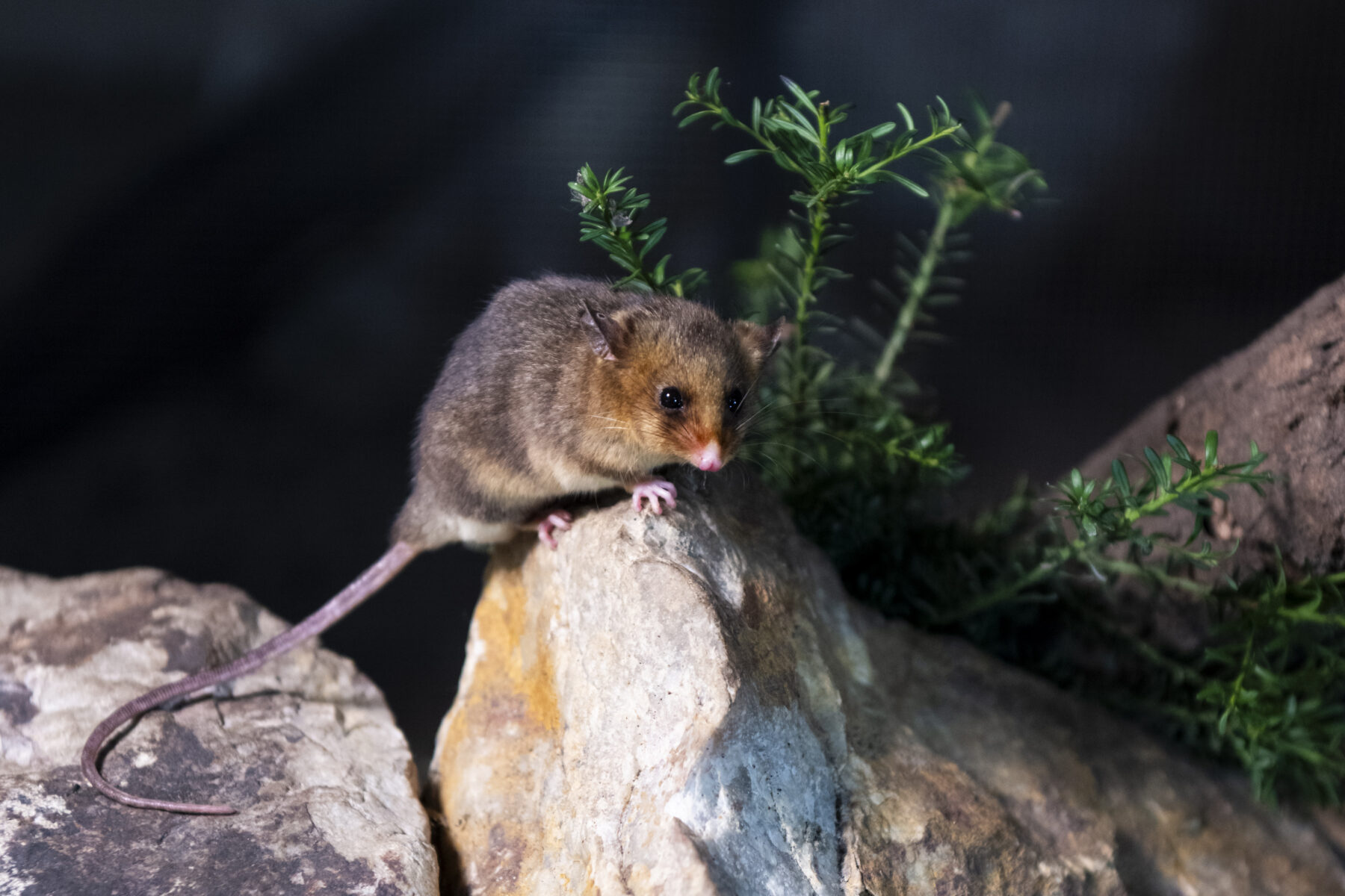 A mountain pygmy-possum