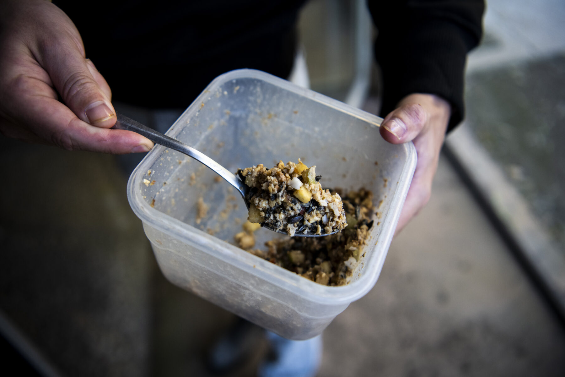 Mountain pygmy-possum food