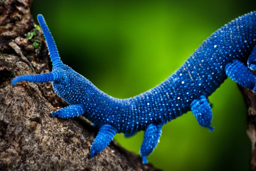 Velvet worm