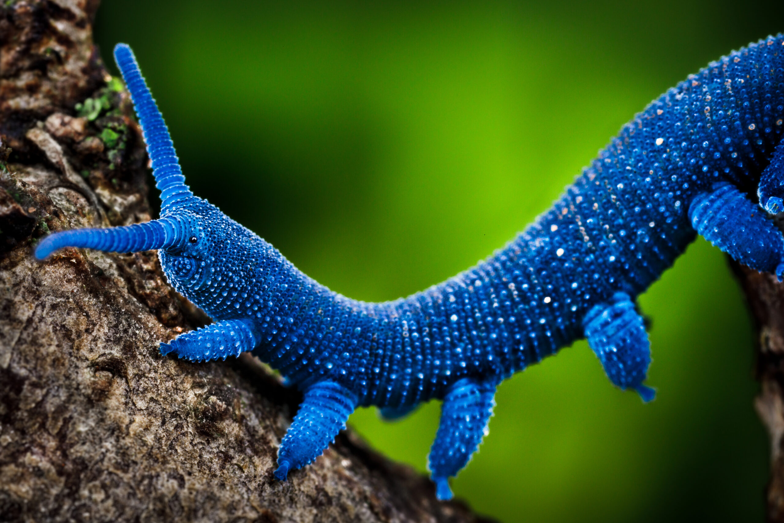 Image for article: Velvet worm slime could be a new bioplastics source