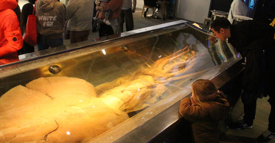Whole specimen of a colossal squid (Mesonychoteuthis hamiltoni) on public display at Museum of New Zealand Te Papa Tongarewa