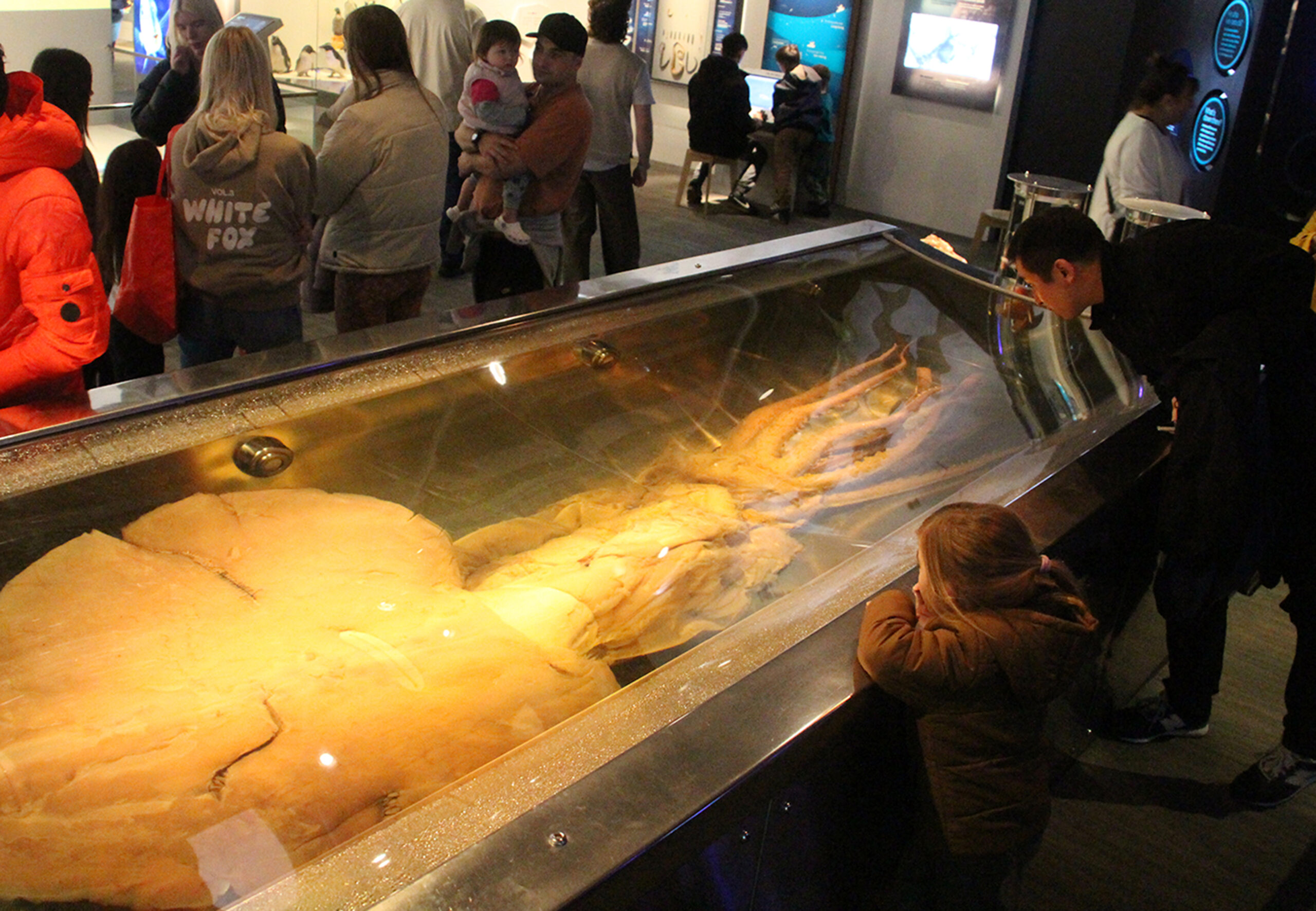 Image for article: The colossal squid with a cult following