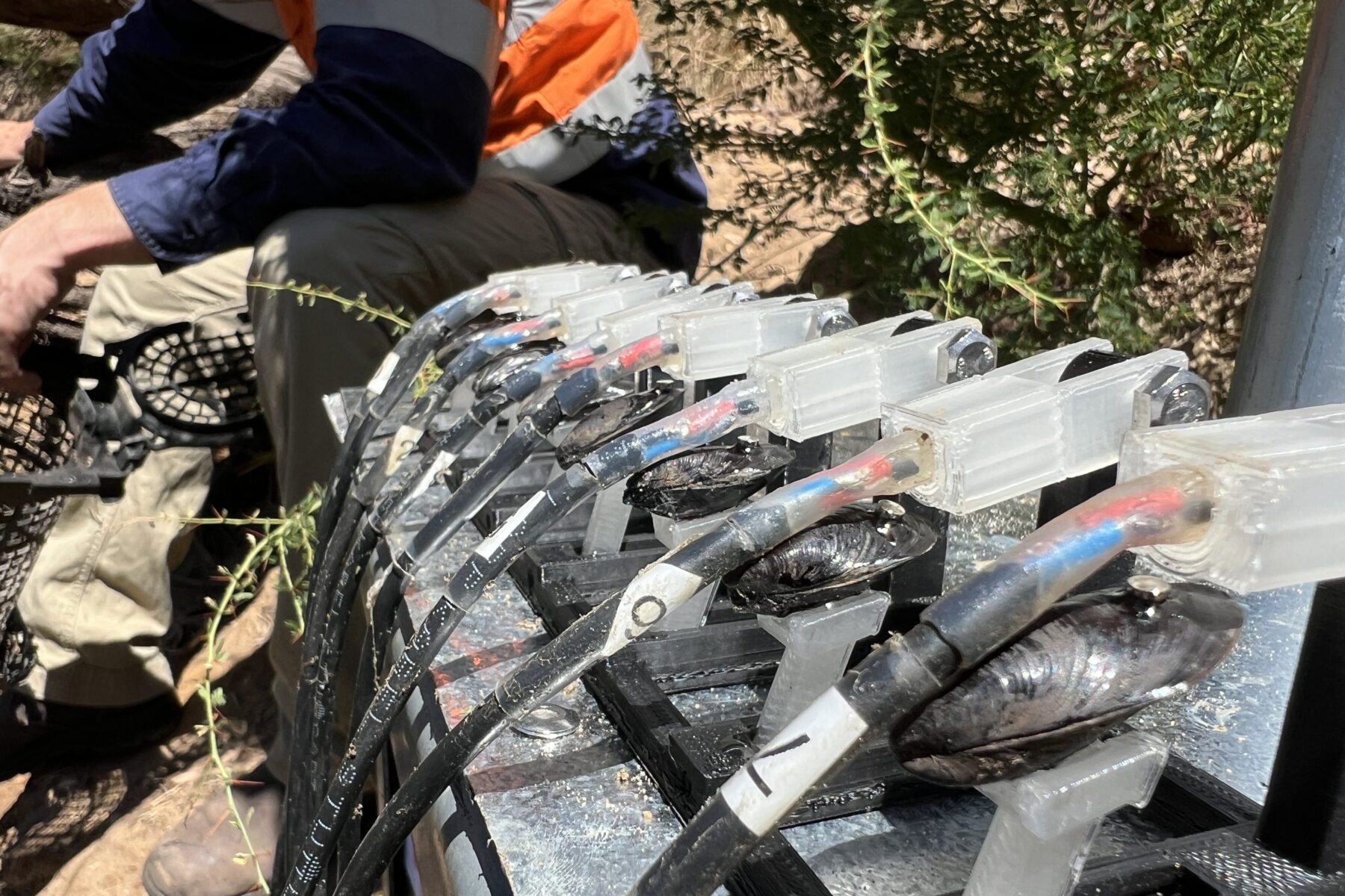 Black pygmy mussel contraption