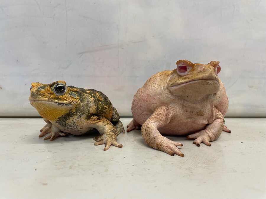An albino cane toad (right), which was created using CRISPR gene-editing technology, poses beside its pigmented sibling.