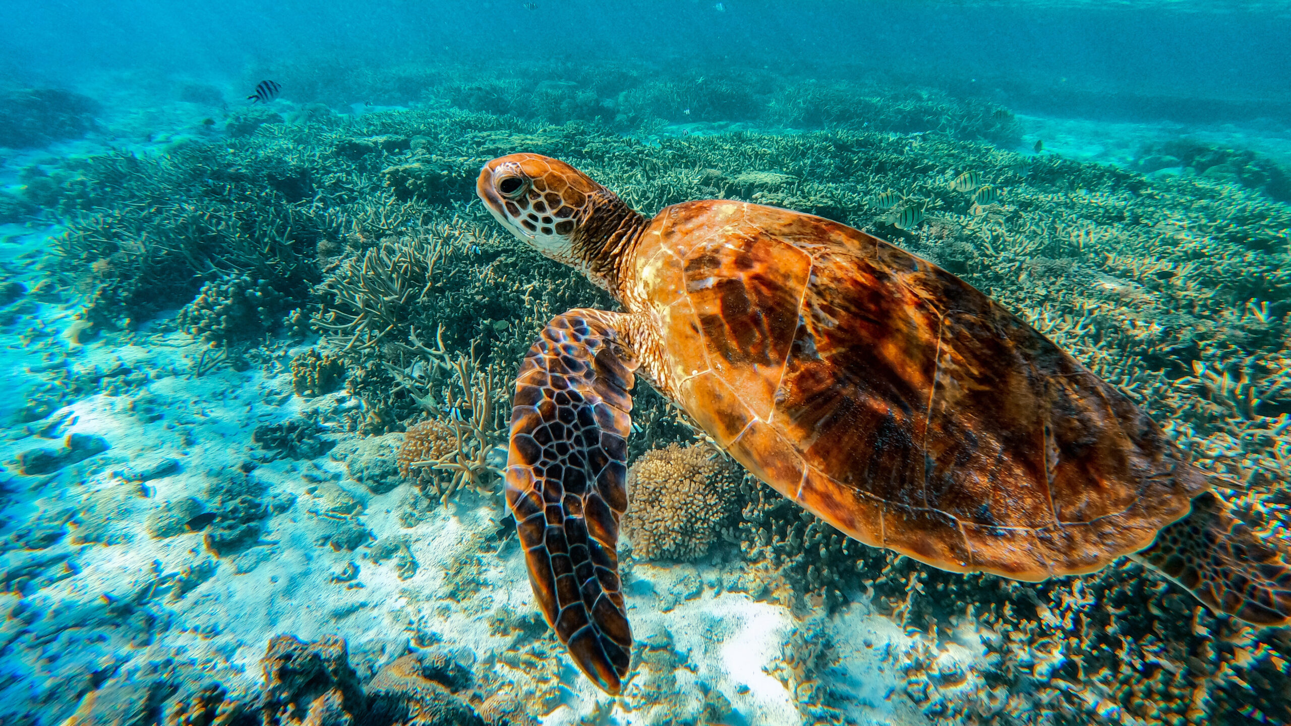 A Hawksbill sea turtle in the Lady Elliot Lagoon.