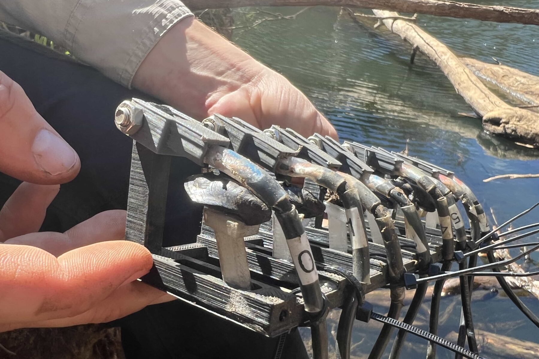 Black pygmy mussel contraption