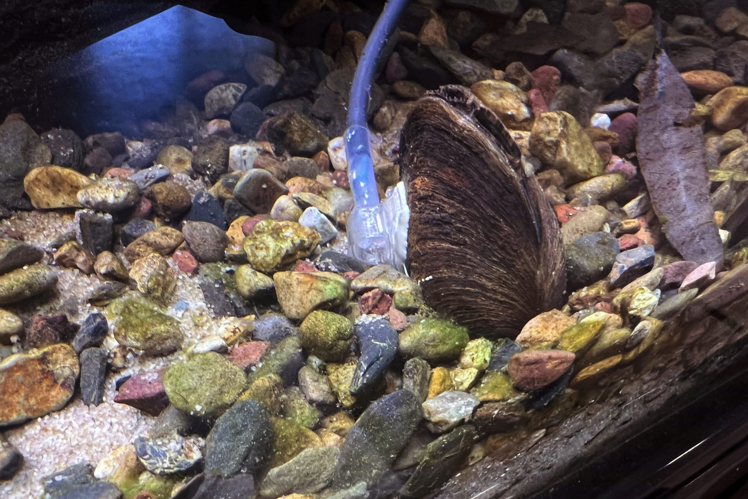 Carter’s freshwater mussel with sensor attached