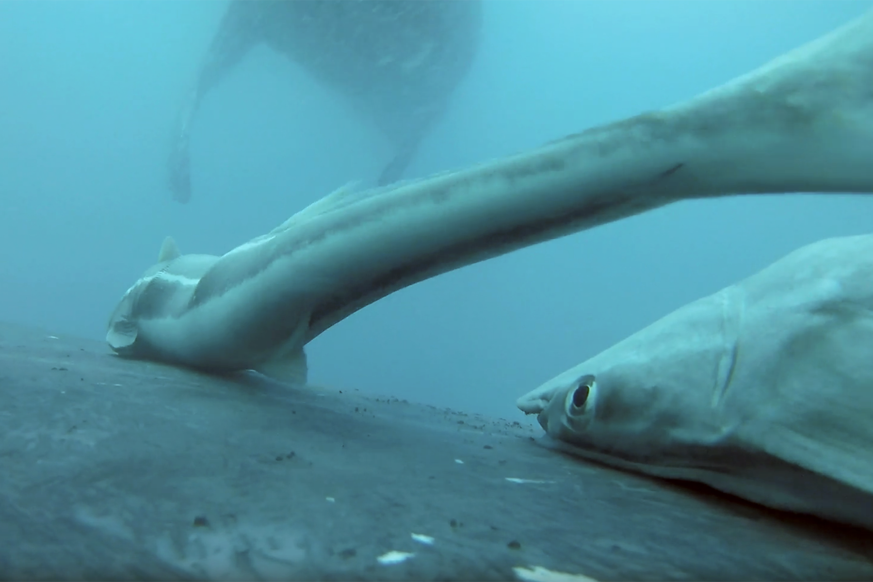 Image for article: A hitchhiker’s guide to the humpback highway