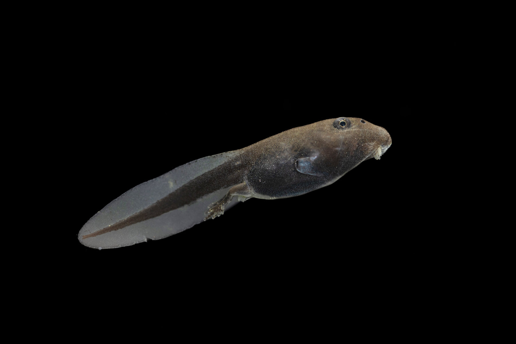Cane toad tadpole