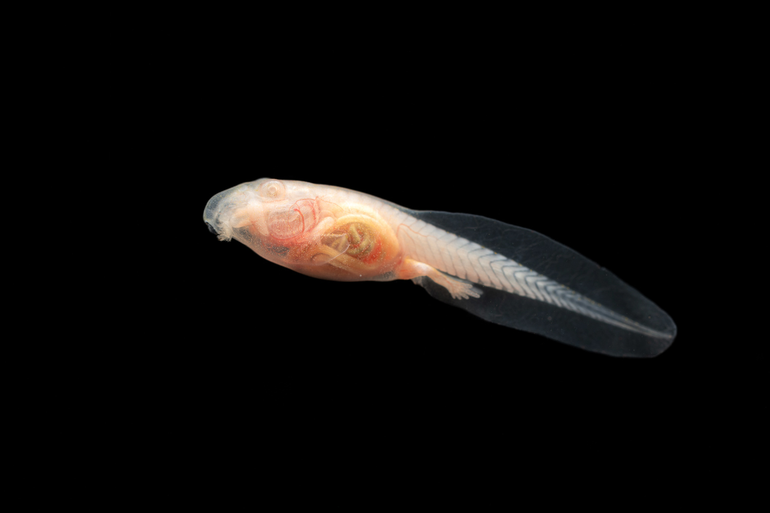 Albino cane toad tadpole