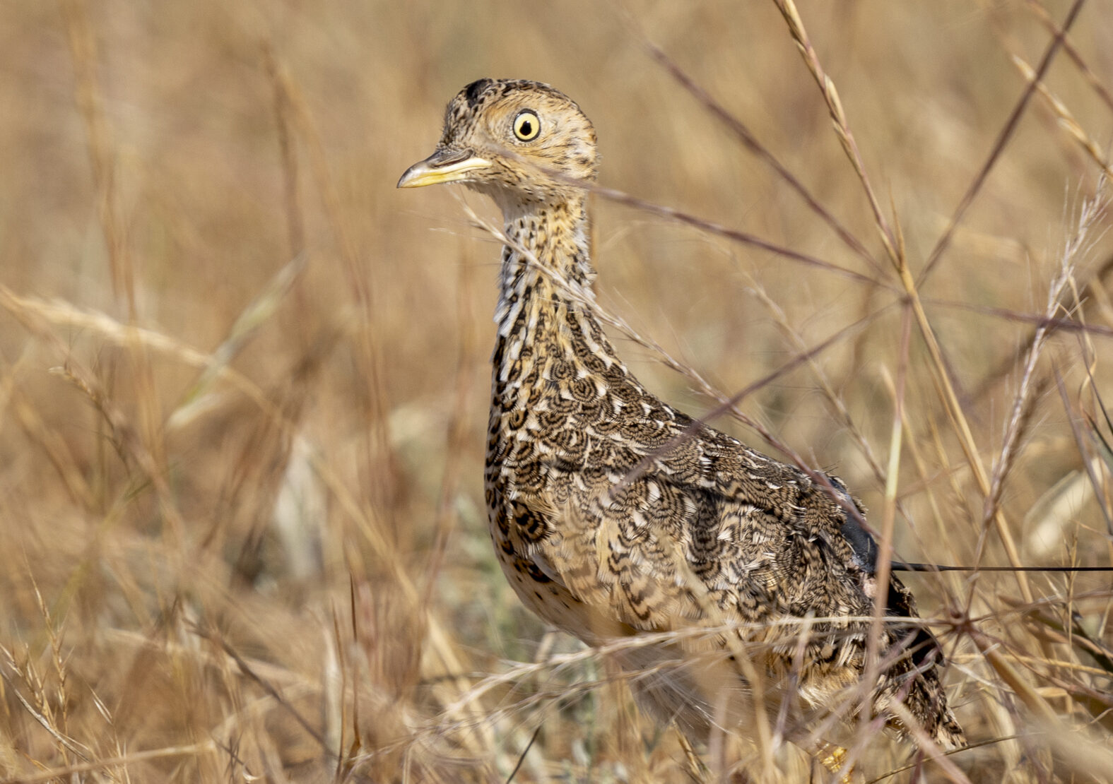 Image for article: Hopes new plains-wanderer males will catch wandering eye of females