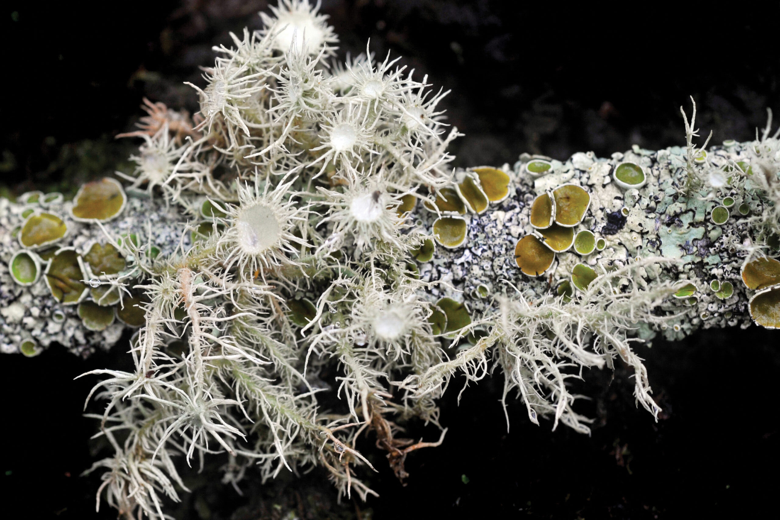 Image for article: What’s not to lichen?