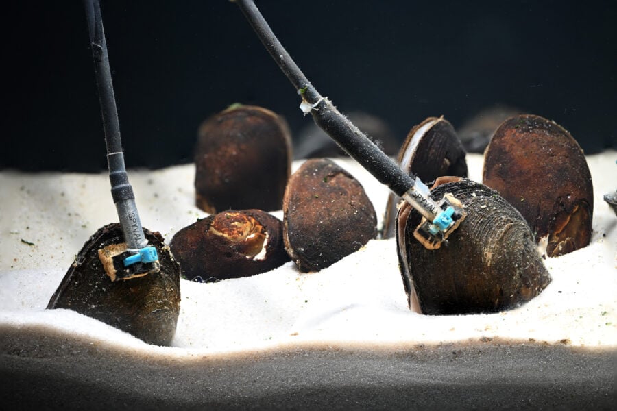 Spyvalve technology in use