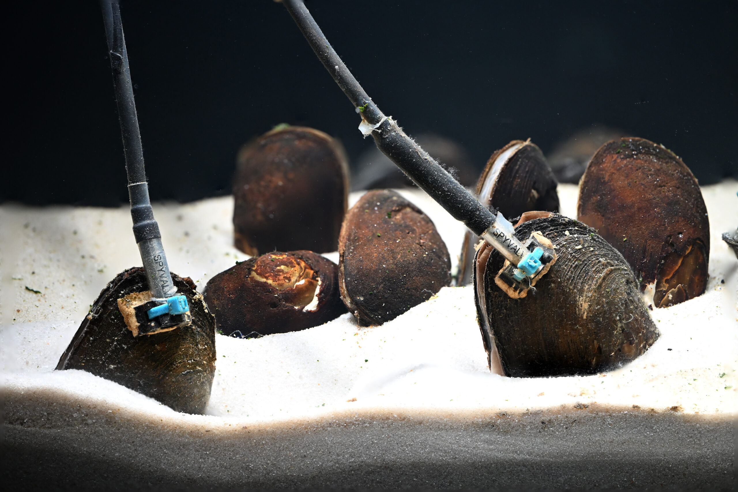 Image for article: Mussels and clams recruited as undercover agents