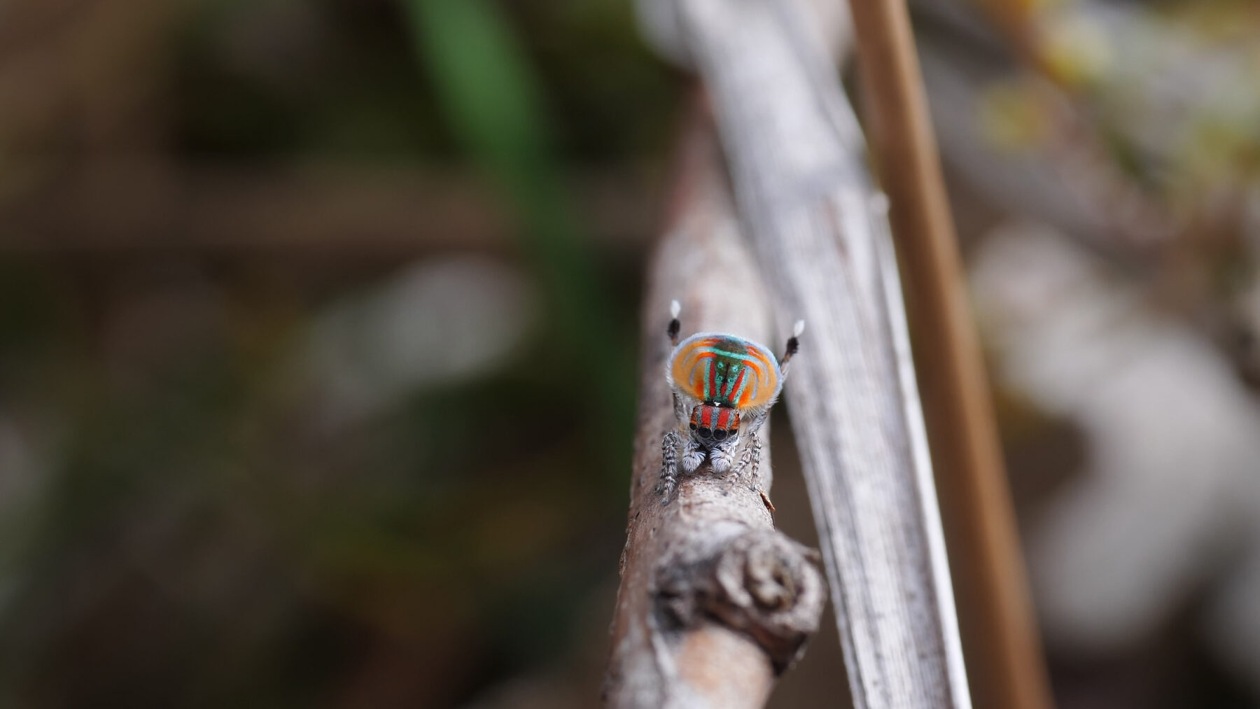 Peacock spider male performing courtship display