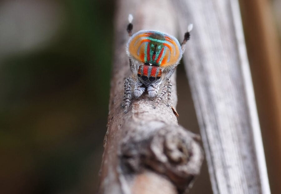 Peacock spider male performing courtship display