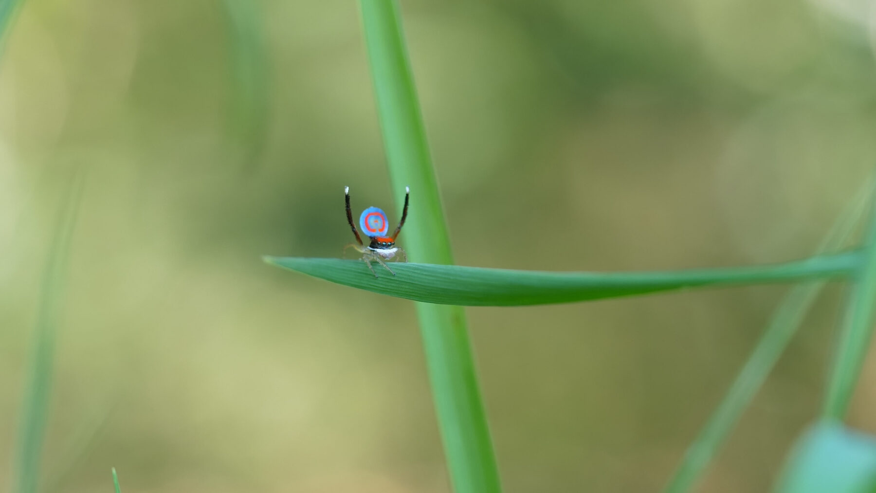 Peacock spider male performing courtship display