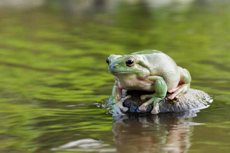 Green tree frog