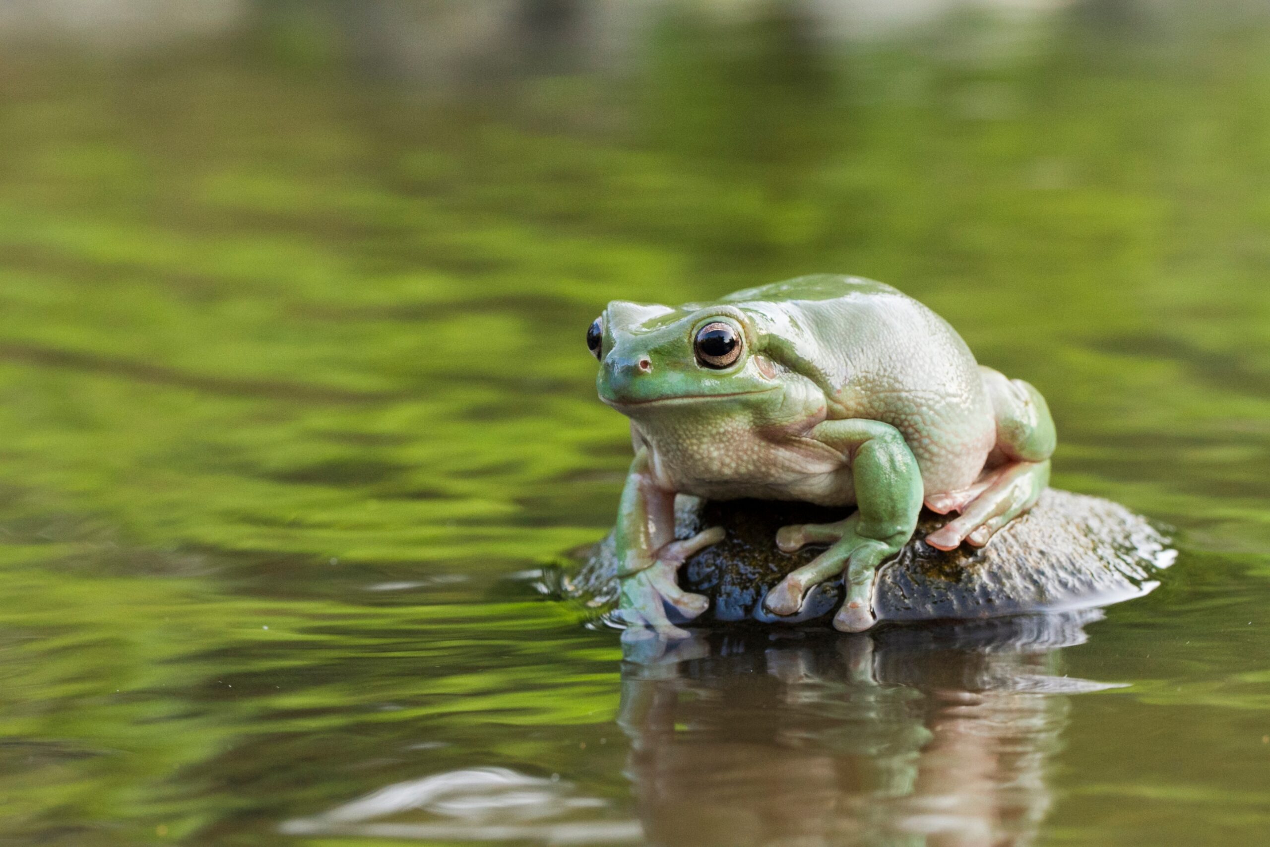 Image for article: Frogs can fare worse in floods than bushfires