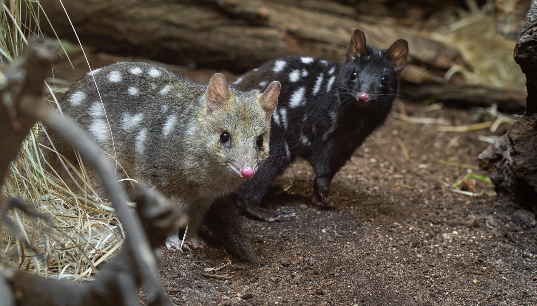 A black (right) and yellow (left) eastern quoll