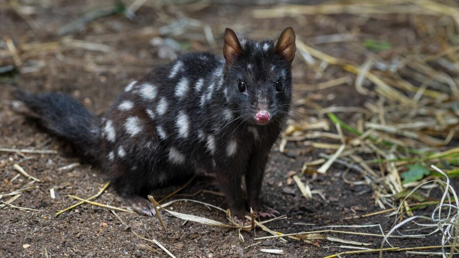 A black eastern quoll