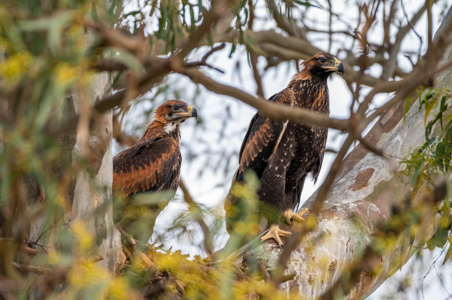 Wedge-tailed eagle pair in a nest