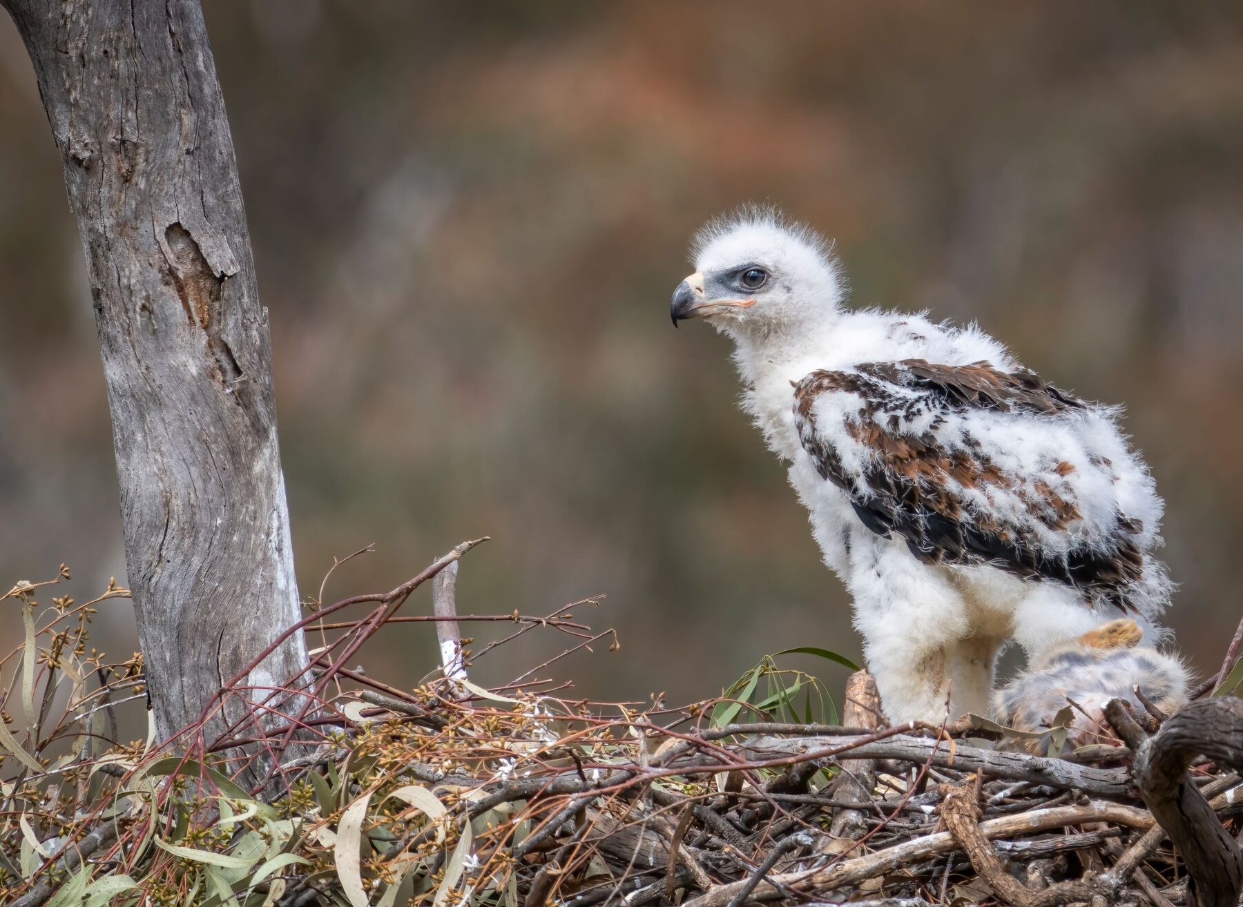 Wedge-tailed eagle juvenile in nest