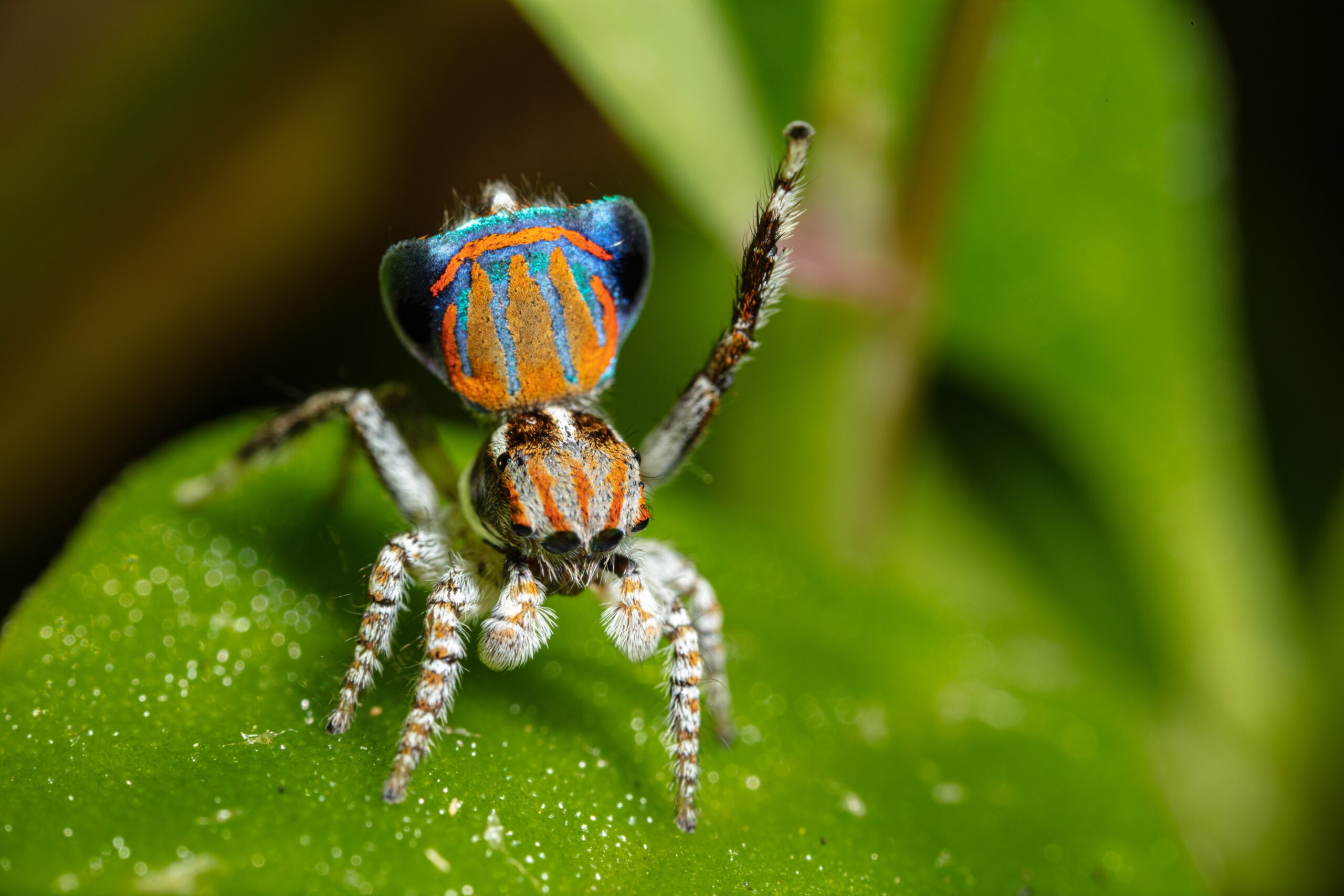 Tasmanian peacock spider