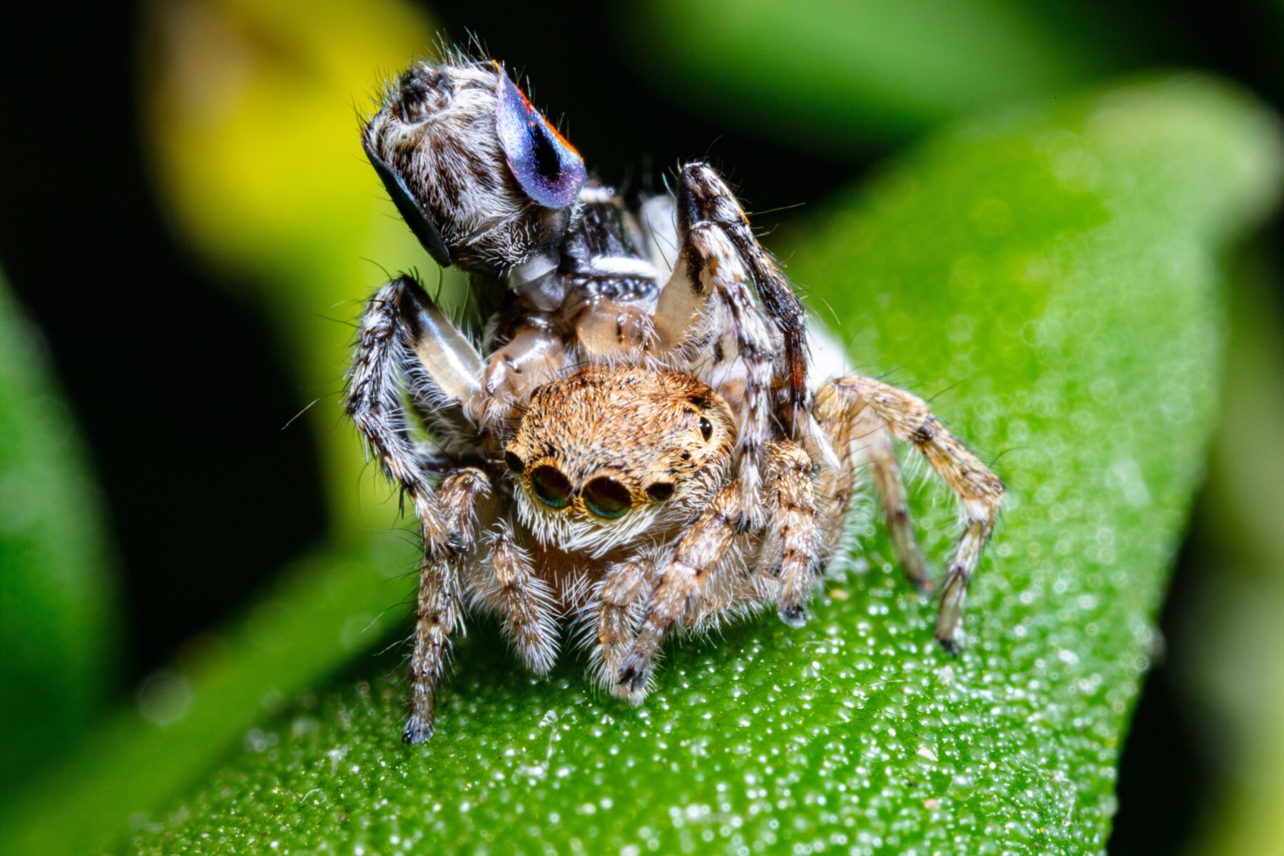 Tasmanian peacock spiders mating