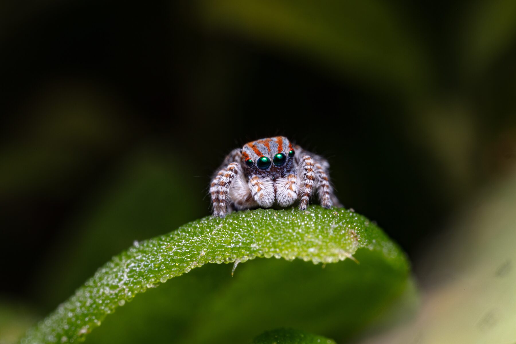 Tasmanian peacock spider